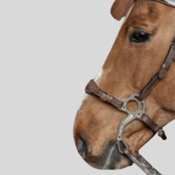 HFI Set Hackamore