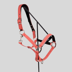 HARCOUR Bamara Licol et Longe