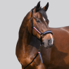 Tommy Hilfiger Halfter und Führstrick Set - Hochwertiges Reitsport-Set