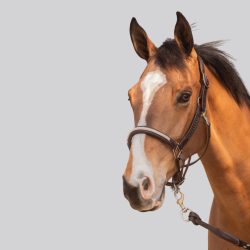 Leather halter Pénélope Harmonie black | Strass and saddle stitch