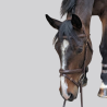 Trense VIKTORY Smaragd aus Leder - Eleganz im Reitsport