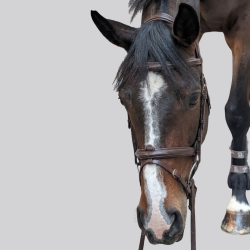 Trense VIKTORY Smaragd aus Leder - Eleganz im Reitsport