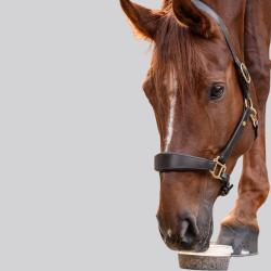 Licking tray Waldhausen for horses - StableSnack herbes naturelles