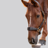 Bac à lécher Waldhausen pour chevaux - StableSnack herbes naturelles