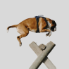 RIDING WORLD Harnais pour chien Simba