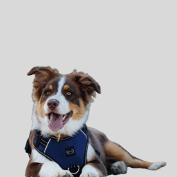 RIDING WORLD Harnais pour chien Simba