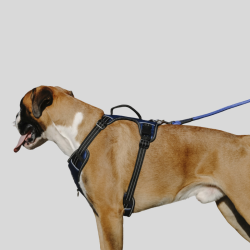 Simba Riding World dog harness - Control and comfort