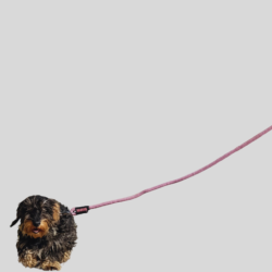 RIDING WORLD Lucky dog leash - ergonomic handle and swivel snap hook