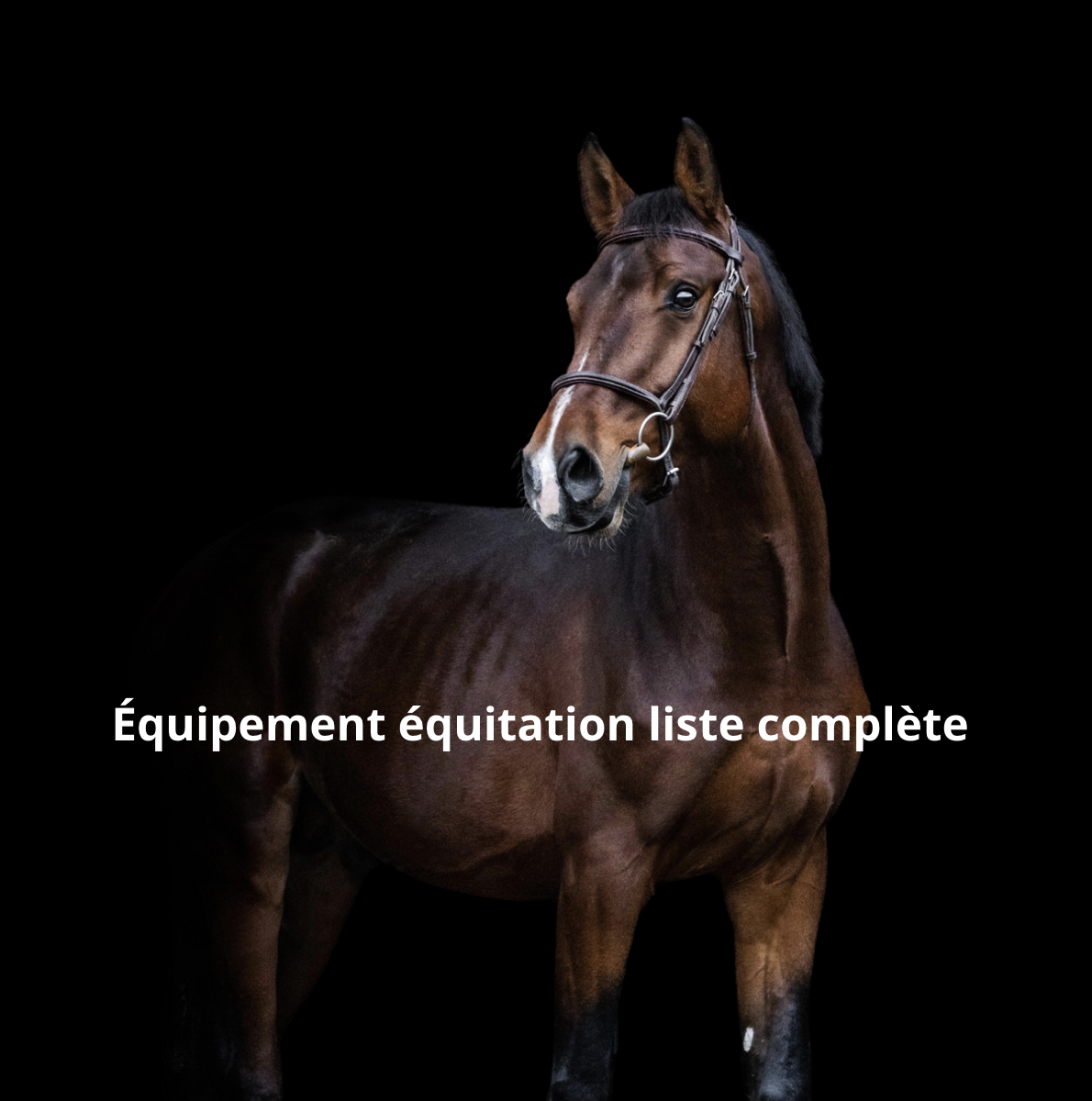 Équipement équitation liste complète : matériel cheval et cavalier