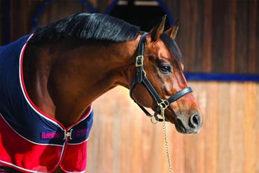 Matériel d'équitation pas cher : outlet et seconde main à Etoy