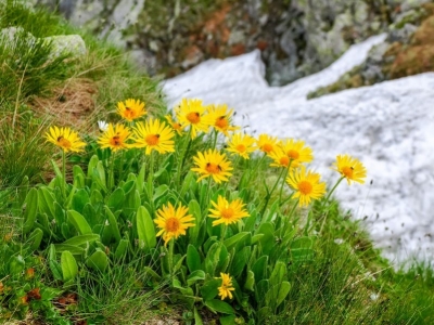 ARNICA : THE ESSENTIAL FOR THE WELL-BEING OF JOINTS